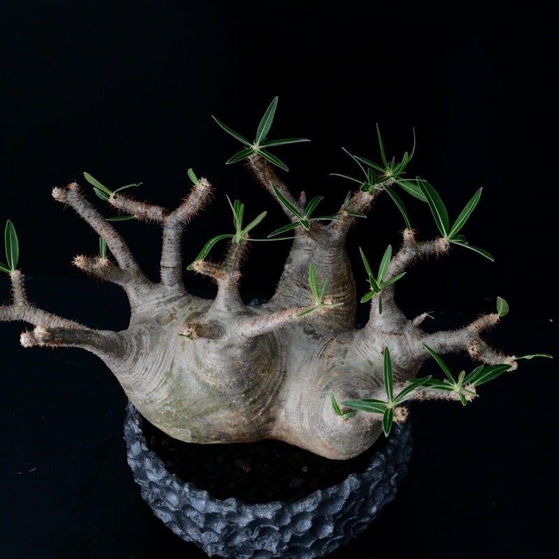 パキポディウム グラギリス 発根済み 塊根植物 多頭型 コーデックス：パキポディウム グラキリス 発根済*塊根幅22cm 現品