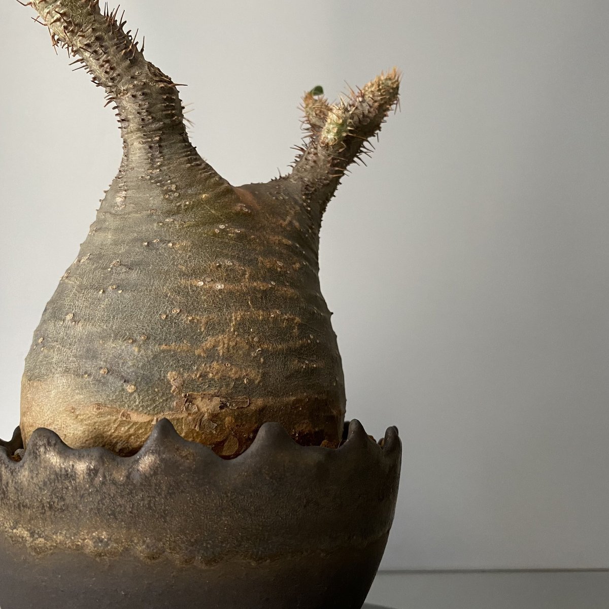 発根済 緑丸 グラキリス BG-187 × S.N.Pot 