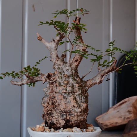 オペルクリカリア パキプス φ 7.5cm［No.08］  ×   沼野秀章 作「 刻ム音 」3号 植木鉢 笠間焼