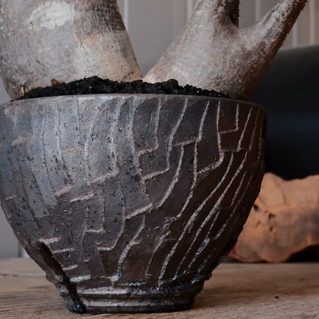 多頭 グラキリス φ13cm - 象牙宮 - ［No.14］  ×   沼野秀章 作「 black wrap 」4号 植木鉢 笠間焼