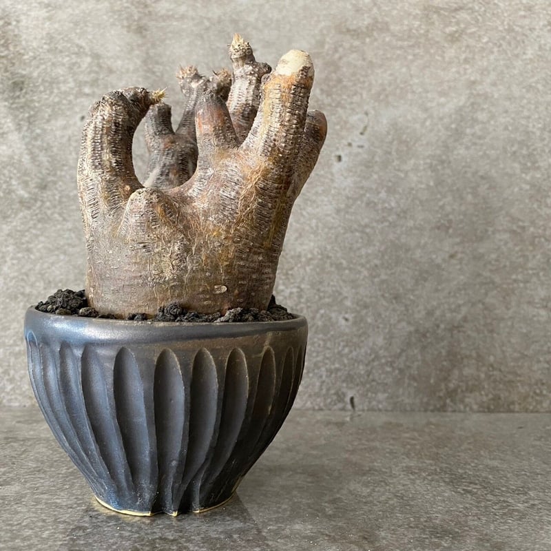 小野瀬一 しのぎ 植木鉢 大鉢サイズ 【公式通販】