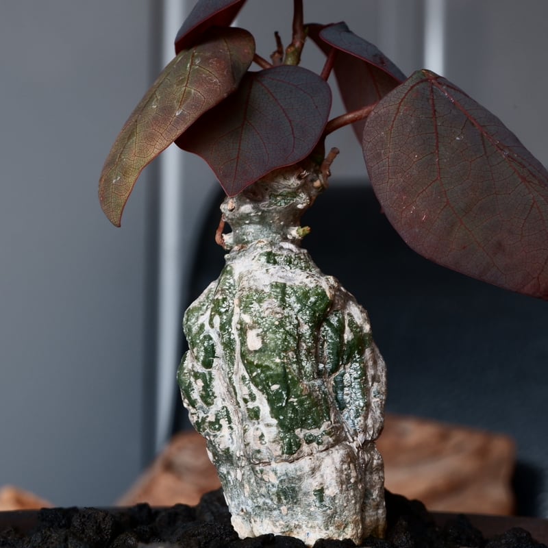 アデニア ステイローサ 輸入株［No.32］ × 與那嶺大輔 作 【 琉球飛鉋