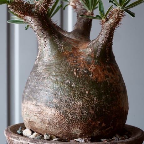 グラキリス φ10cm - 象牙宮 -［No.43］  ×   沼野秀章 作「 刻ム音 」3.5号 植木鉢 笠間焼
