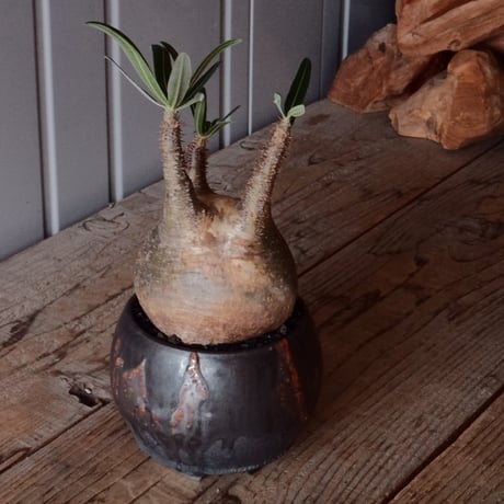 グラキリス φ10cm - 象牙宮 -［No.100］  × 磯部祐介 作「 円 - en - "闇落ち "」3.5号 植木鉢 笠間焼