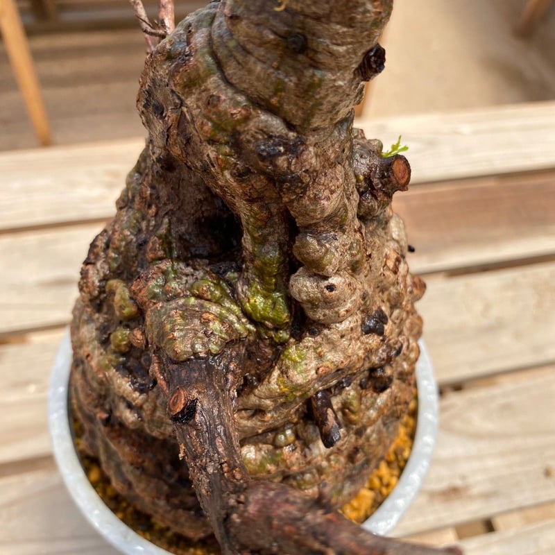 発根済【 オペルクリカリア パキプス Operculicarya pachypus 】BHP-