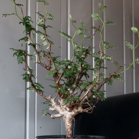 センナ メリディオナリス 輸入株［No.25］  × 坂本新 作【 LUSTER - black opal - 】 5号 植木鉢 笠間焼