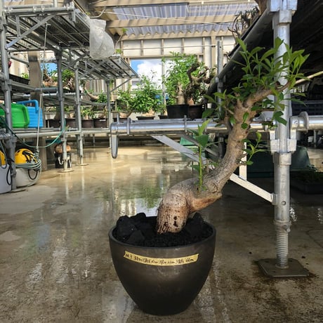 特大 バオバブ アダンソニア 変形タイプ / Baobab Adansonia［No.03］