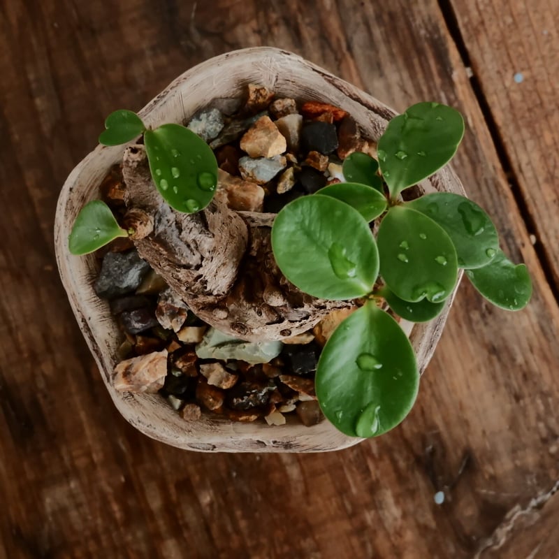 ユーフォルビア イトレメンシス ［No.63］ × 沼野秀章 作「 刻ム音 」3