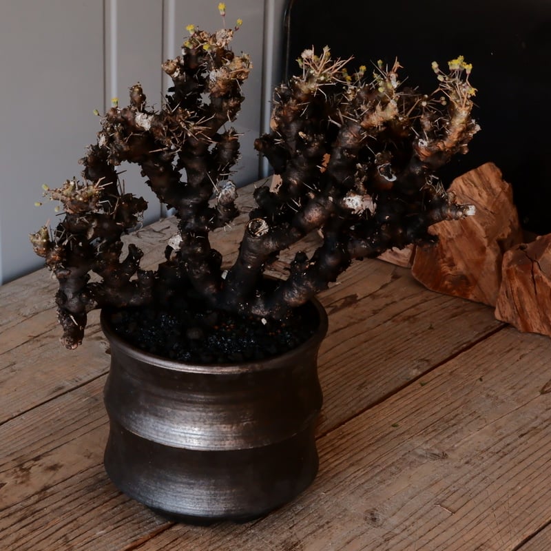 大株 】オトンナ ユーフォルビオイデス ［No.88］ × 松野然【 ZEN 】 5