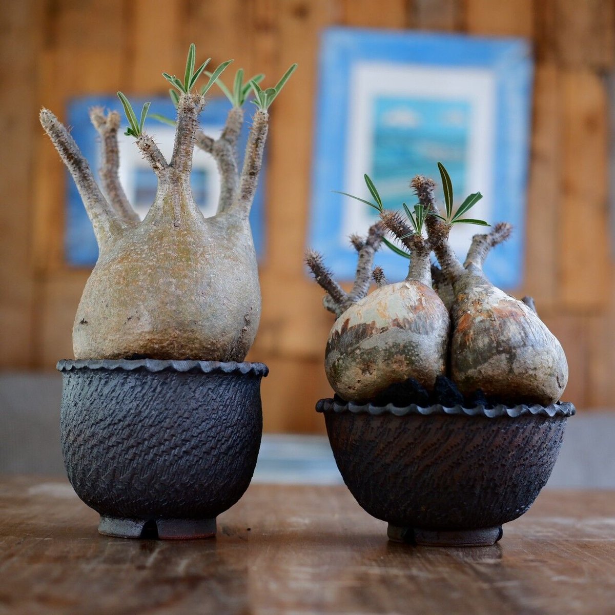 グラキリス　良型　2個セット グラキリス 良型 2個セット Yahoo!オークション -「グラキリス 2