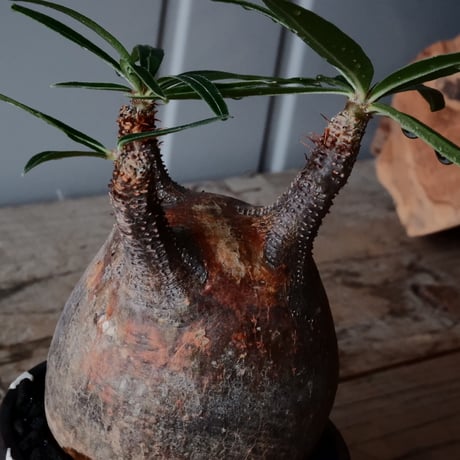グラキリス φ7.5cm  - 象牙宮- ［No.123］  ×   根本峻吾 作 S.N POT type.round「 鐵-堕天- 」3号 植木鉢 笠間焼