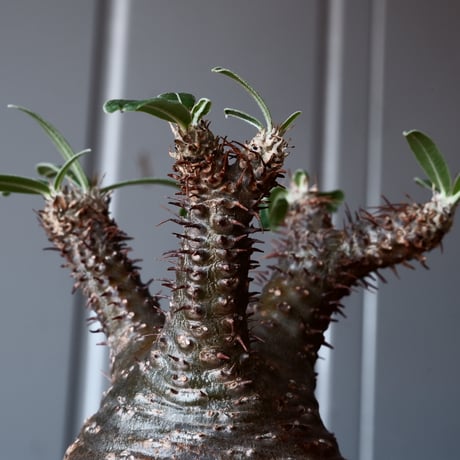 グラキリス φ8.5cm - 象牙宮-［No.02］× 根本峻吾 作 S.N POT type.round「 爪牙 -堕天黒- 」3.5号鉢 笠間焼