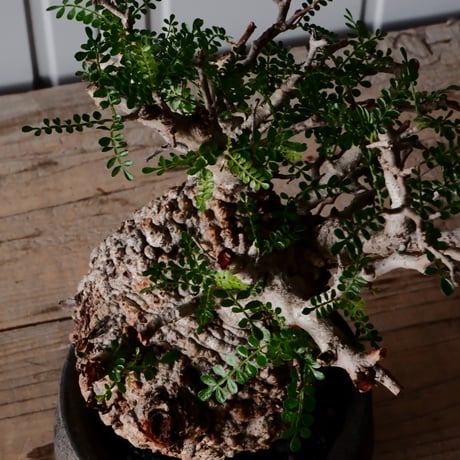 オペルクリカリア パキプス φ 12cm［No.31］  × 沼野秀章 作 【 Black Wrap 】4号 植木鉢 笠間焼