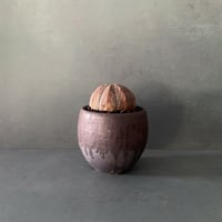輸入株 オベサ 8.0cm OB-08  ×【 ISOBE - BACHI 】"丸壺型" 笠間焼 3.5号鉢 ［作家 磯部祐介］