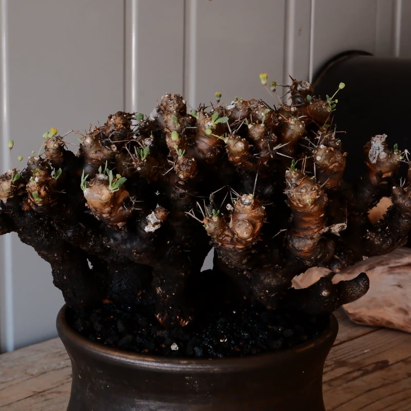 オトンナユーフォルビオイデス DIP鉢 オトンナ ユーフォルビオイデス H.Y.Bオリジナルポット