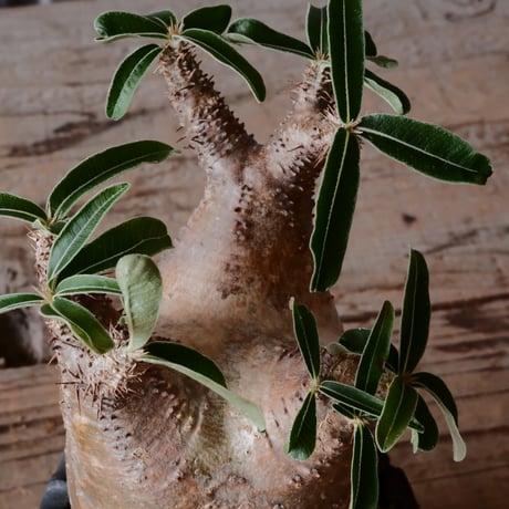 グラキリス φ8.5cm - 象牙宮 -［No.54］  ×    與那嶺大輔 作 「琉球飛び鉋」3号 植木鉢