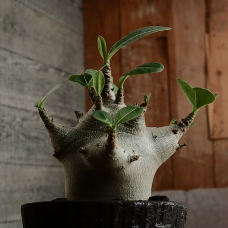 《超人》アデニウム アラビカム " スーパードワーフ " φ6cm［No.10］  ×   沼野秀章 作「 black wrap 」3号 植木鉢 笠間焼