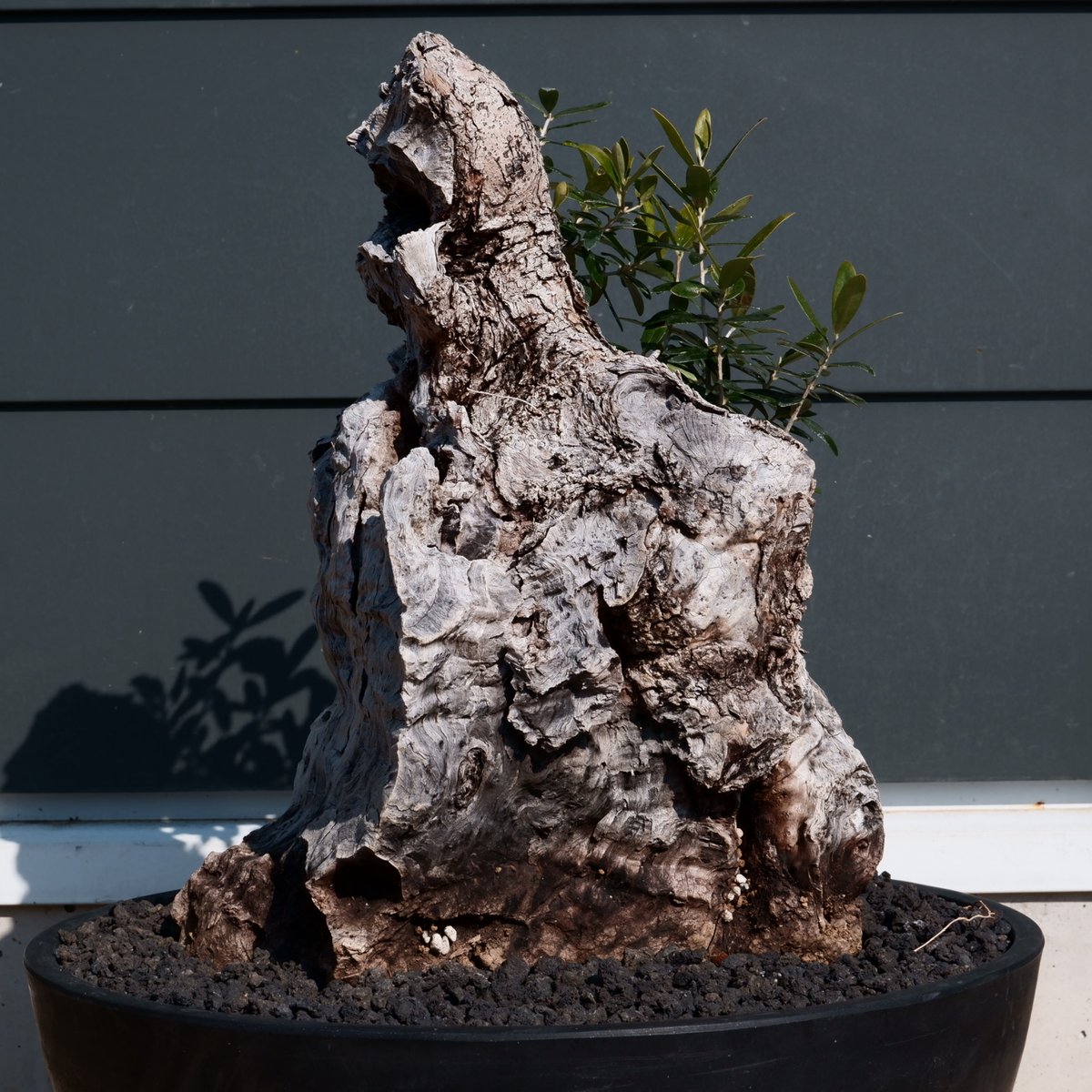 オリーブ　古木　12号鉢つき　① Old Olive 古木オリーブ［No.17］× 12号皿鉢 (φ36cm) | Botani