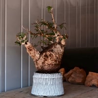 オペルクリカリア パキプス φ 15cm［No.02］  ×   根本峻吾 作 S.N POT  type.cylinder「 月光ノ爪牙 」 5号 植木鉢