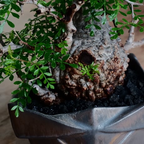 オペルクリカリア パキプス φ11cm［No.26］  ×  根本峻吾 作 S.N POT special「 黒騎士 - kurokishi - 」5号 植木鉢 笠間焼