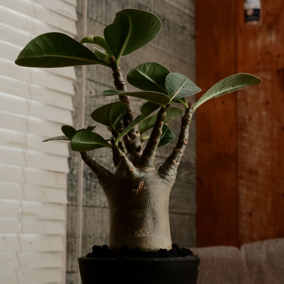 アデニウム アラビカム 