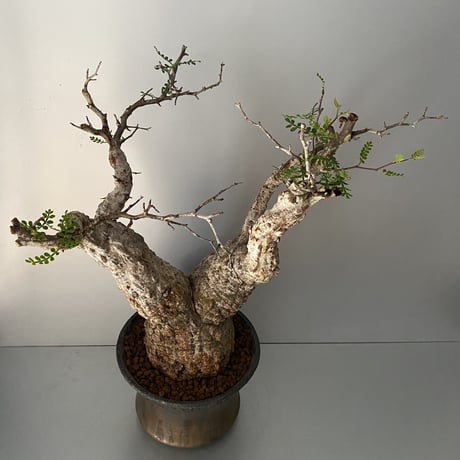 発根済 オペルクリカリア パキプス P-11  × 小野瀬 一 作品「the first plants wear」 7号 植木鉢