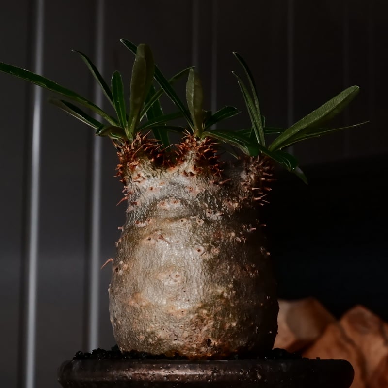 φ6cm 】グラキリス - 象牙宮 - ［No.232］ × 松野然 【 ZEN 】2.