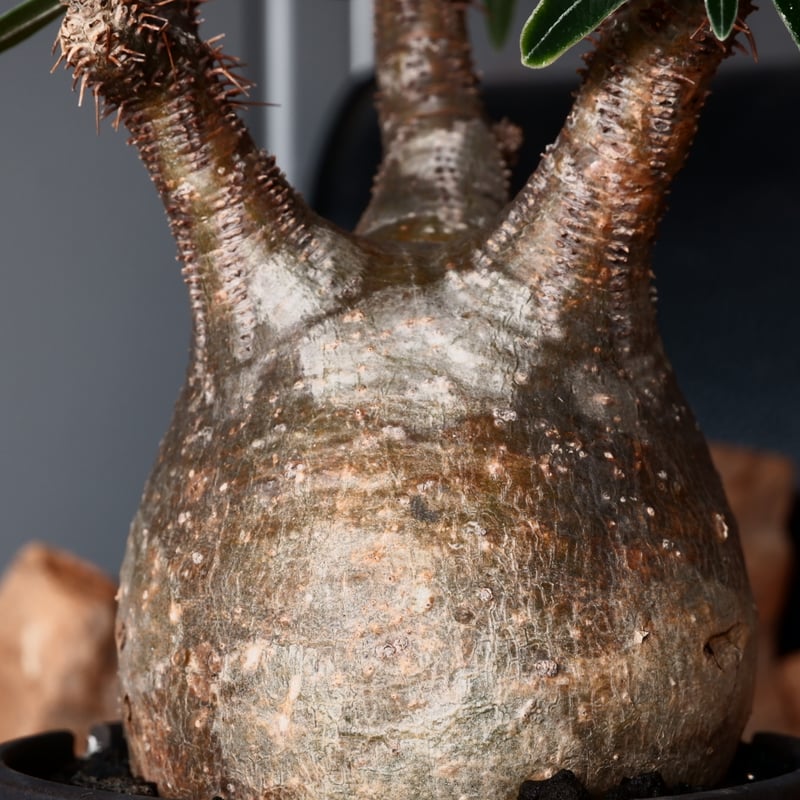 グラキリス現地球　根本峻吾鉢付き グラキリス現地球 根本峻吾鉢付き