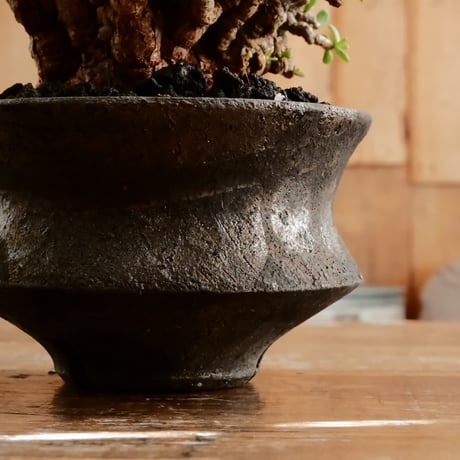 《 size L》ケラリア ピグマエア［No.100］  ×   沼野秀章 作「 black wrap 」4号 植木鉢 笠間焼