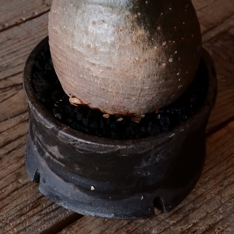 グラキリス φ9.5cm - 象牙宮 - ［No.13］  ×   沼野秀章 作「 black wrap 」3号 植木鉢 笠間焼