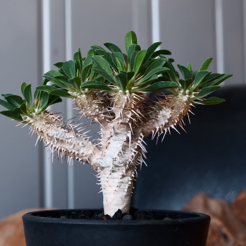 ユーフォルビア ギラウミニアナ 輸入株［No.52］ 4号鉢