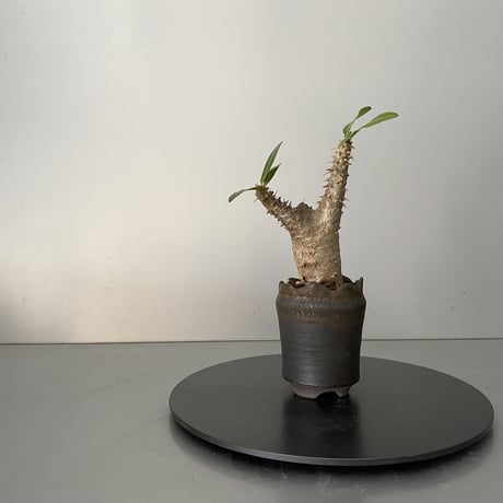 発根済 超チビ マカイエンセ 魔界玉 現地株 BG-146 × S.N.Pot - crown - 2号鉢 ［作家  "根本峻吾"］