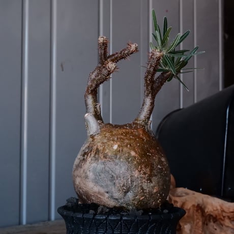 グラキリス φ10cm - 象牙宮 -［No.222］  × 沖誠 作「 Bark / round 」 3号 植木鉢 笠間焼