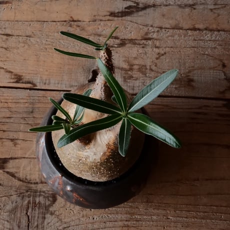 グラキリス φ10cm - 象牙宮 -［No.100］  × 磯部祐介 作「 円 - en - "闇落ち "」3.5号 植木鉢 笠間焼