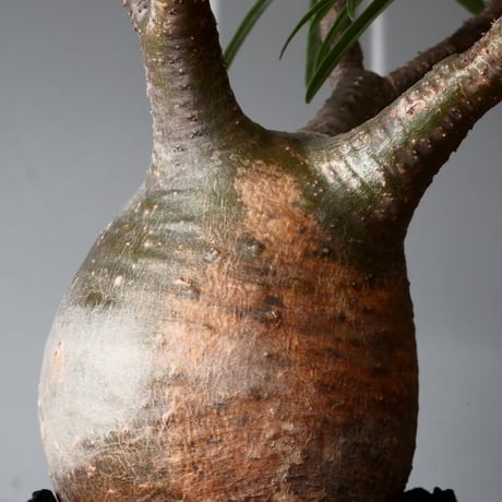 グラキリス φ8.5cm - 象牙宮 -［No.57］  × 磯部祐介 作「 鶏冠 - tosaka - "金剛 tall ver. " 」3号 植木鉢 笠間焼