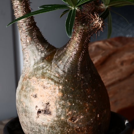 グラキリス φ8cm - 象牙宮 - ［No.31］  ×   根本峻吾 作品【 S.N POT type.slim「 覚醒 」 3.5号 】笠間焼 植木鉢