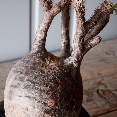 グラキリス φ10cm - 象牙宮 - ［No.51］  ×   沼野秀章 作「 black wrap 」3号 植木鉢 笠間焼
