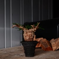オペルクリカリア パキプス φ8cm［No.26］  × 沖誠 作品【 Bark / upper spread 】3号 植木鉢 笠間焼