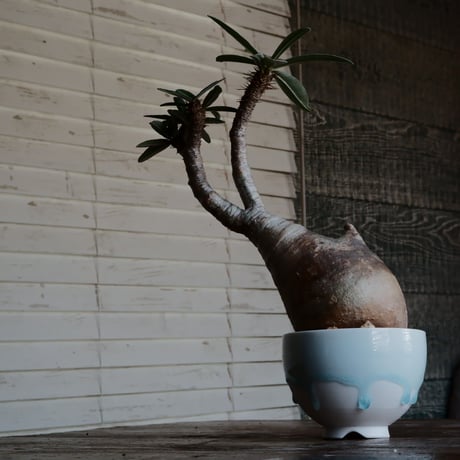 グラキリス - 象牙宮 -［No.130］  ×  小林 哲也 作 「雫」- bowl type - 4号 植木鉢