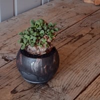 ケラリア ピグマエア［No.43］  × 磯部祐介 作品【 円 - 闇堕ち - 】2.5号 植木鉢 笠間焼