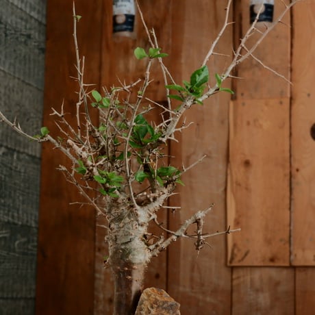 コミフォラ シンプリキフォリア M［No.51］  ×   磯部祐介 作「 瓦 - kawara - " 金剛 tall ver. " 」4号 植木鉢 笠間焼