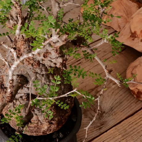 オペルクリカリア パキプス φ13cm［No.25］  × 磯部祐介 作品【 瓦 - kawara - "金剛"  】 5号 植木鉢 笠間焼