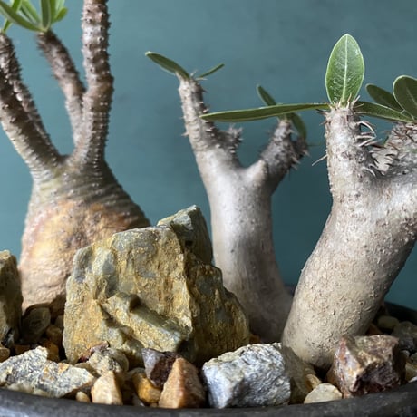 Madagascar Rock Garden - Yellow -［ No.6 ］