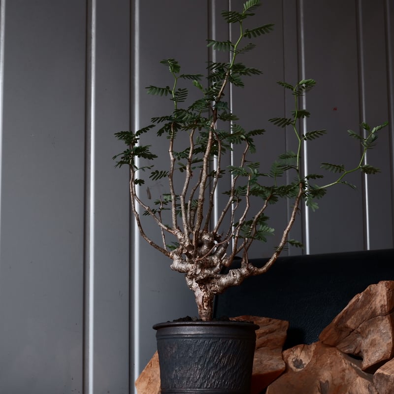 センナ メリディオナリス 輸入株［No.35］ × 與那嶺大輔 作 【 琉球飛