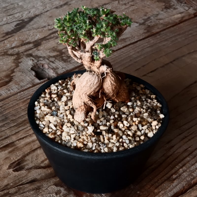 ◆チムチム◆ CH EMオープンカラープリントシャツ - 【シサム工房 公式