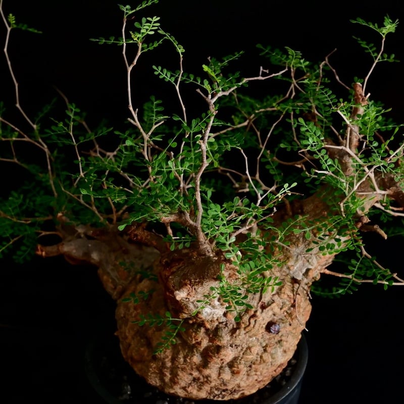 塊根植物 パキプス 塊根植物 オペルクリカリア パキプス 4.5号ロング黒鉢(現品