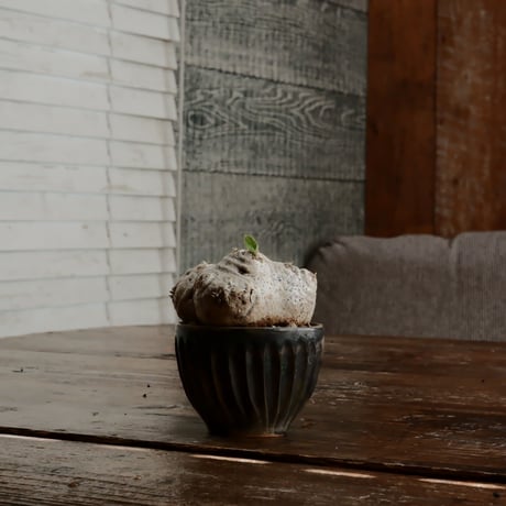 CATEGORY ブレビカウレ - Brevicaule - | Botanical Holic