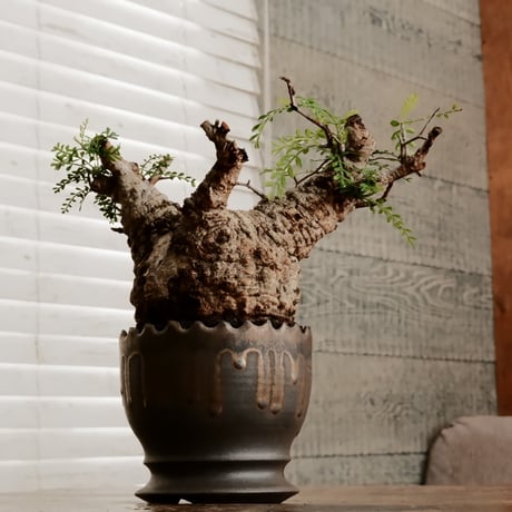 オペルクリカリア パキプス φ11cm［No.10］  ×    根本峻吾 作 S.N POT type.round「 黒焔 」 4号 植木鉢
