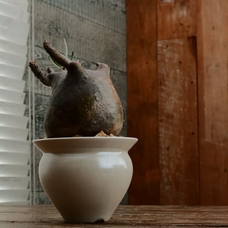 グラキリス M - 象牙宮 -［No.193］  ×   坂本新 作「 LUSTER OVERGLAZE - white pearl -  」3.5号 植木鉢 笠間焼