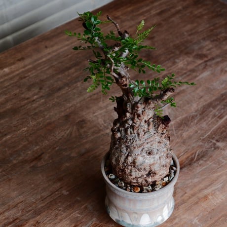 オペルクリカリア パキプス φ8cm［No.27］  ×  杉山悠 作 3号 植木鉢 笠間焼